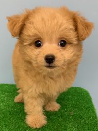 ペットショップ ニューサンドッグ ポメラニアン トイプードル